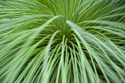 近距离观察Yucca (Yucca queretaroensis，双凸的，齿状叶)，Yucca属的一