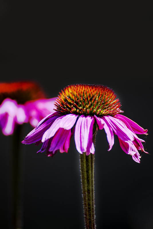 松果菊,紫锥菊紫竹