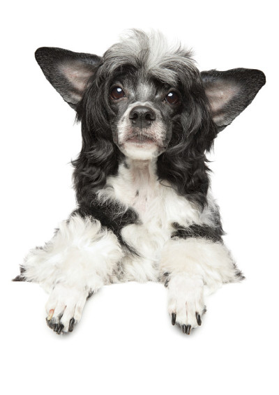 旗帜上的中国冠毛犬