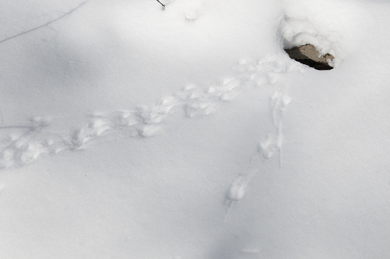 雪地上的鼠标轨迹