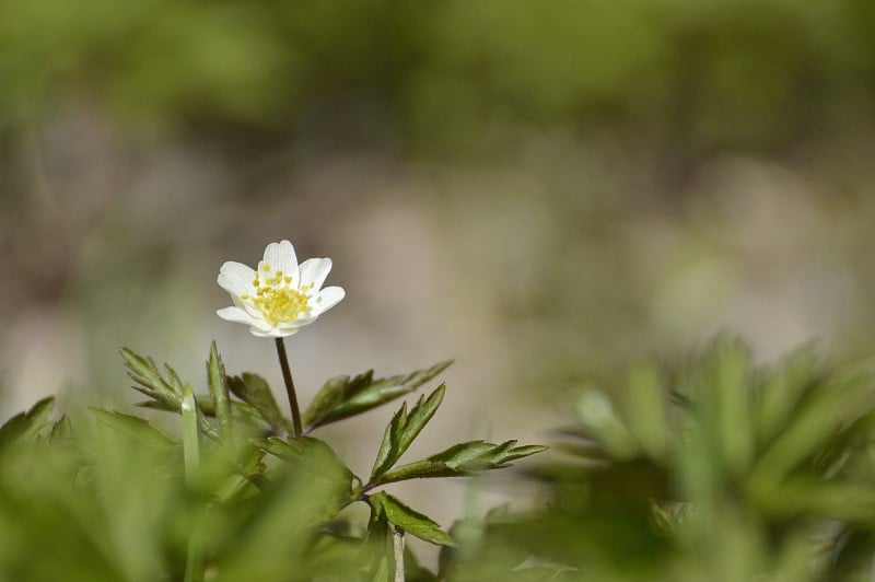 五叶银莲花