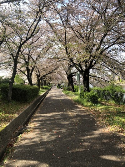 春天的季节花日本