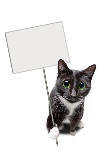 可爱的猫抱着一个空白的标志