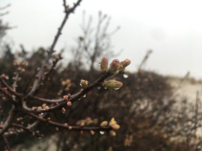 纽约长岛春季多云的早晨。