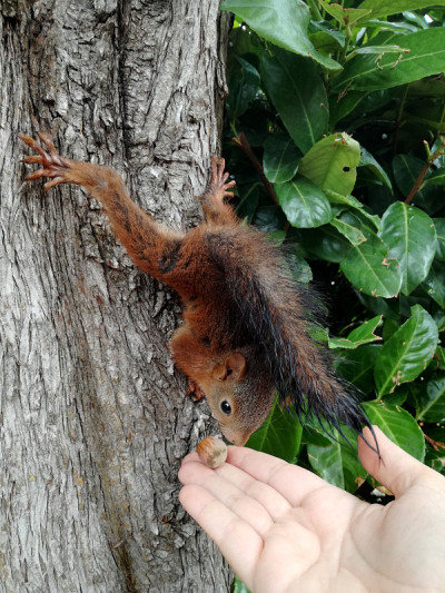 squirel