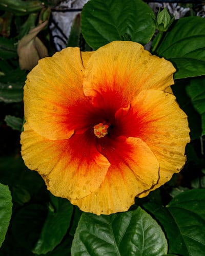 芙蓉花的花与柱头靠近