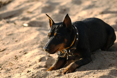 河沙上的迷你犬