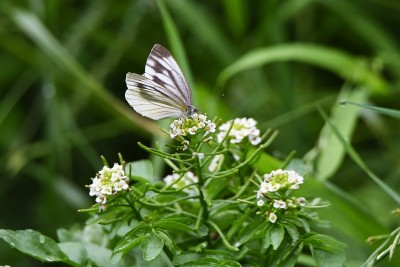 西洋菜、花和蝴蝶。