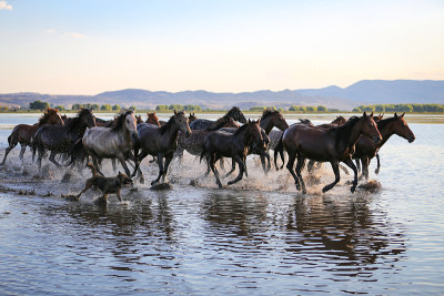 Yilki Horses Running in Water, Kayseri，土耳其