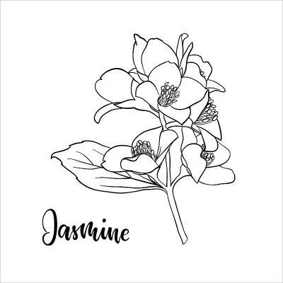 黑色和白色的枝花茉莉轮廓孤立在背景与字茉莉。手绘等高线和笔画枝花。贺卡和请柬的设计元素