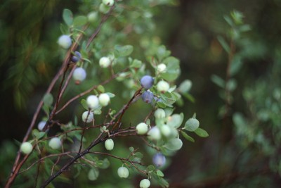 北部野生蓝莓