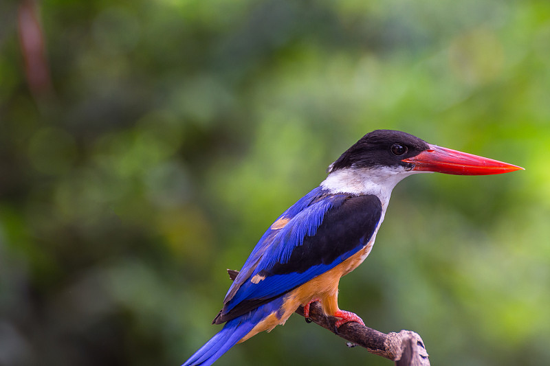 黑冠翠鸟(black -capped Kingfisher, Halcyon pileata)的翅膀