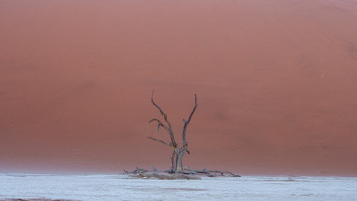 在纳米比亚著名的旅游胜地索苏斯维莱国家公园，Deadvlei pan的红色沙丘映衬着枯树和树枝