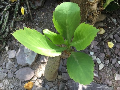 花和植物在温室或热带房子在植物园圣加尔，圣加伦-瑞士