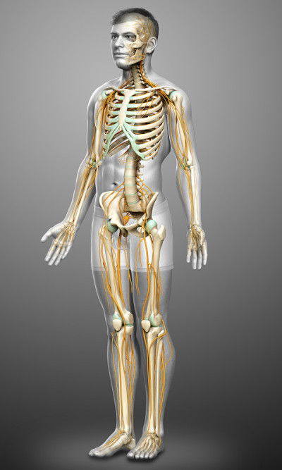 3d渲染医学上精确的神经系统和骨骼系统的插图