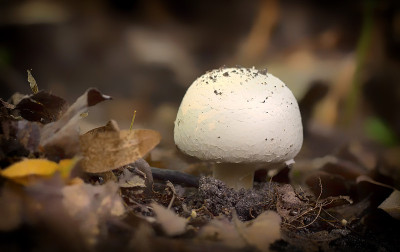 双silvicola蘑菇。以天然林为背景。