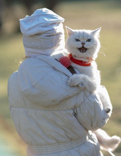 女孩和猫