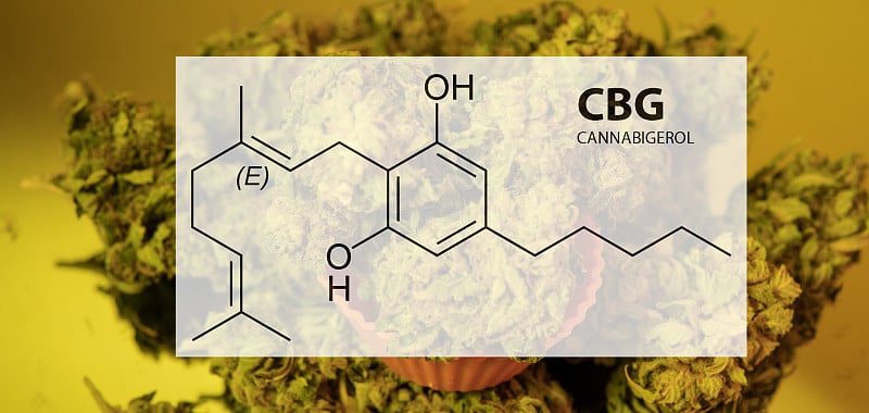 大麻花中的CBG治疗元素。详细的医疗cabbabis