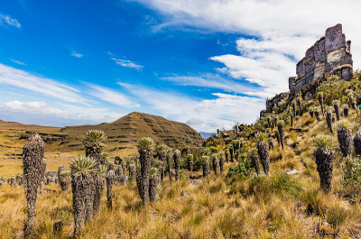 哥伦比亚的Paramo de Oceta Espeletia Frailejones Mongui 
