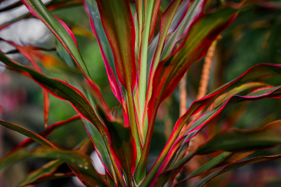 Cordyline叶子背景