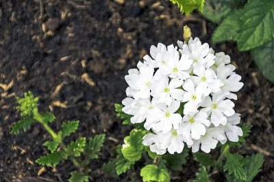 白鼓槌报春花或报春花(报春花齿状报春花)，被称为齿叶报春花，原产于亚洲