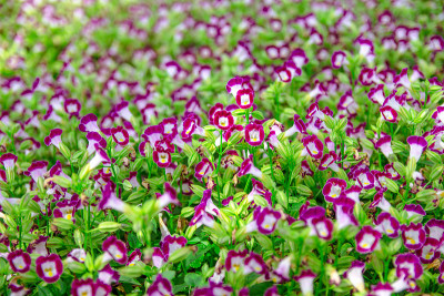 丰富多彩的Torenia fournieri。色彩斑斓的叉骨花。主题是模糊的