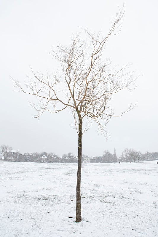 雪景中的一棵冬天的树