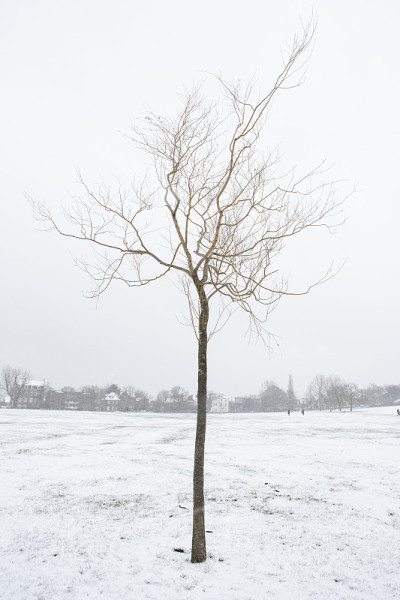 雪景中的一棵冬天的树