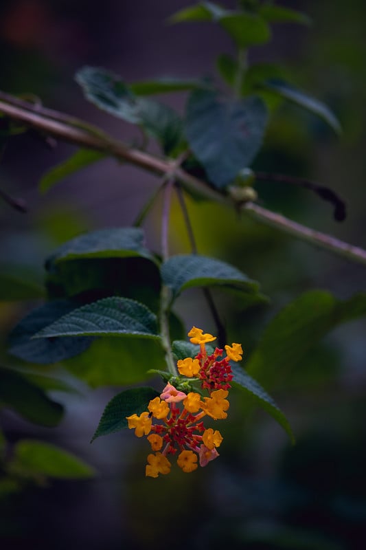 红黄马缨花在一个分支