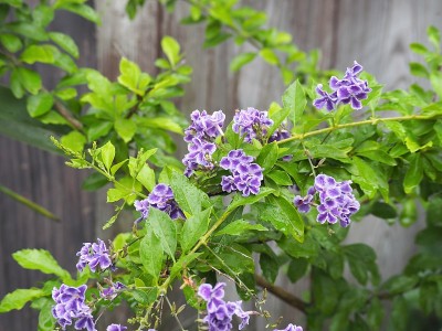 花园里的紫色杜兰花