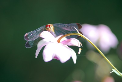 晚安，平成莫里