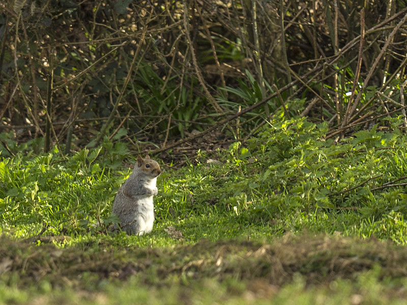 灰松鼠(Sciurus carolinensis)在林地觅食