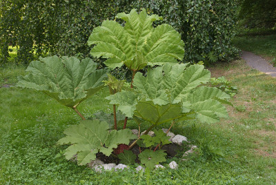 gunnera manicata植物