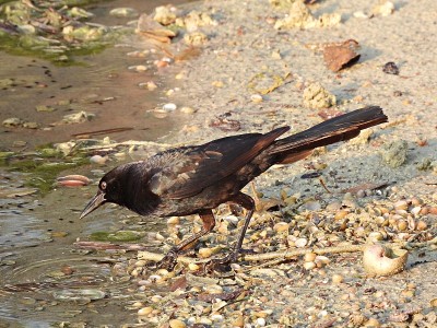 船尾白头翁(Quiscalus major) -雄性在佛罗里达的一个湖里觅食