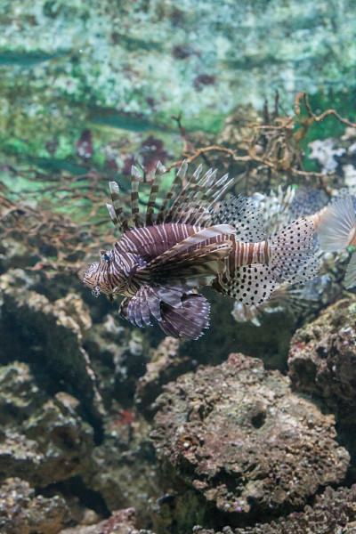 魔鬼Firefish