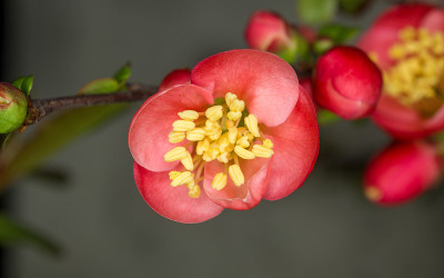 春花系列，红花在枝头开花