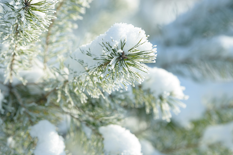 冬天的树枝被雪覆盖。冬季森林中冰冻的树枝。冬天的森林景观。