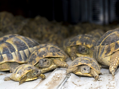 偷运的赫尔曼龟(Testudo hermanni)