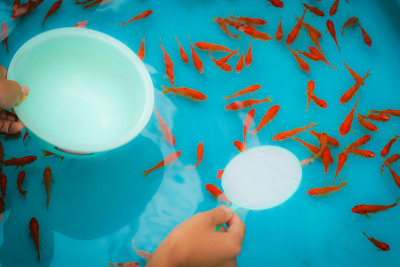金鱼拯救夏季节日的形象