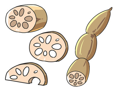 Lotus root