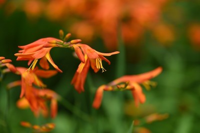 Crocosmia花。