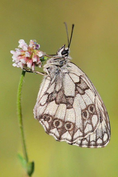 Melanargia galathea