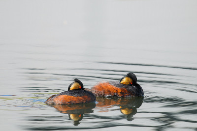 Eared Grebe (Podiceps nigricollis)