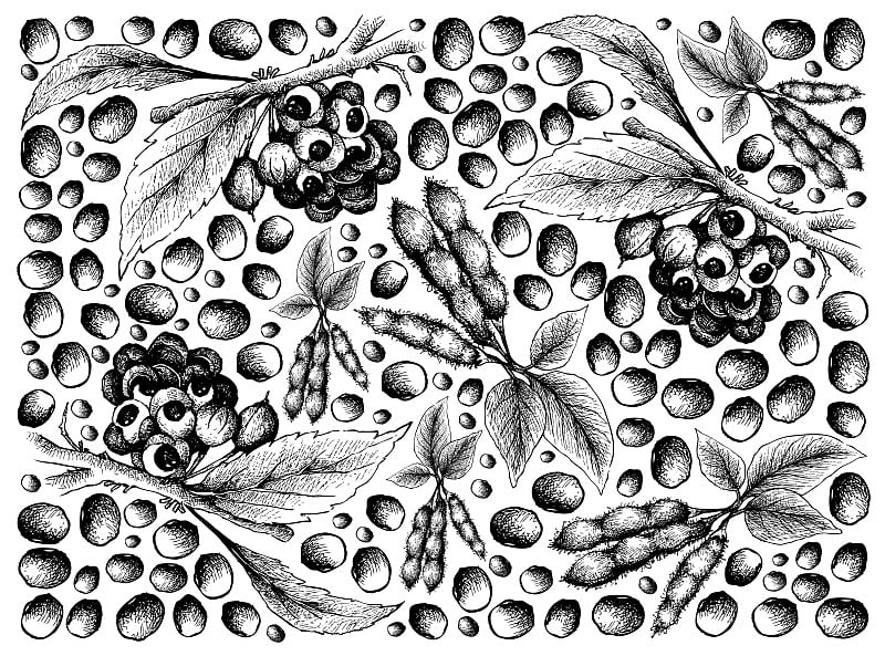 Hand Drawn of Guarana Fruits and Soybeans Backgrou