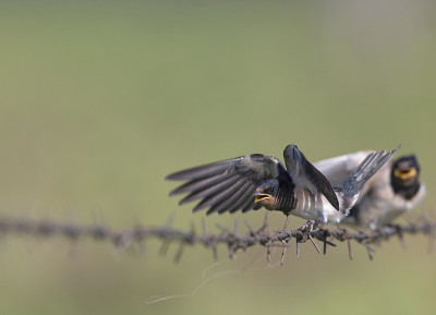 年幼的家燕(Hirundo rustica)栖息在带刺的铁丝网上等待喂食。