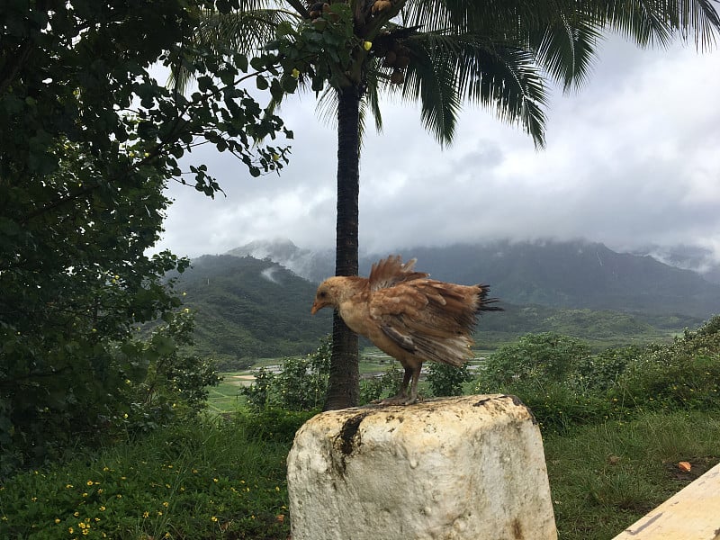 下雨时，夏威夷考艾岛上俯瞰哈纳雷山谷的山顶上的小鸡。