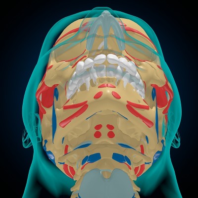 用于医学概念3D的肌肉起源和插入解剖骨骼