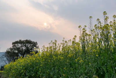 夕阳下的油菜花田，油菜花一片金黄
