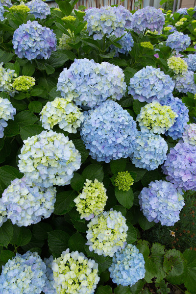 绣球花