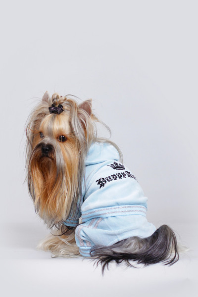 装饰犬约克郡梗